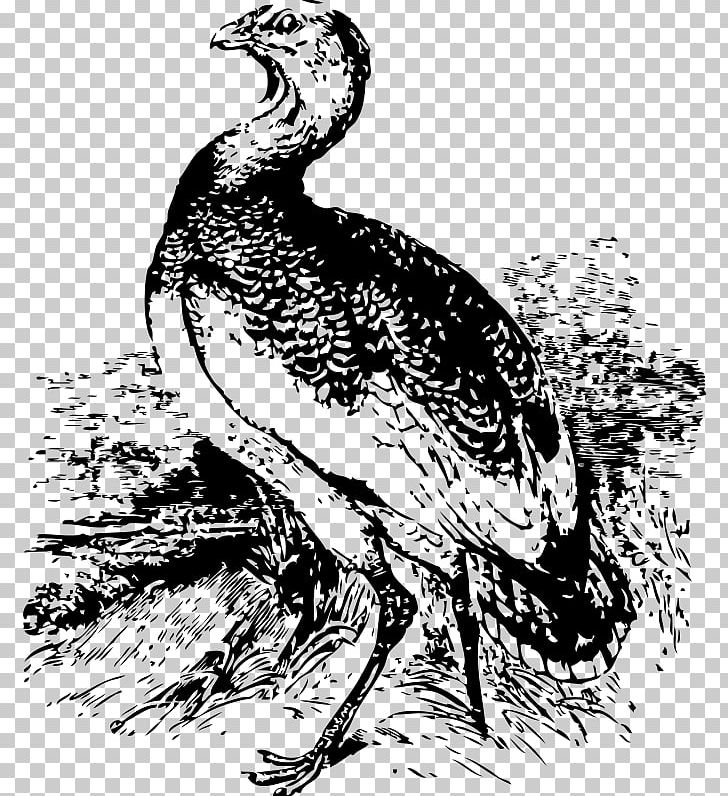 Bird Of Prey Drawing PNG, Clipart, Animals, Art, Beak, Bird, Bird Of Prey Free PNG Download