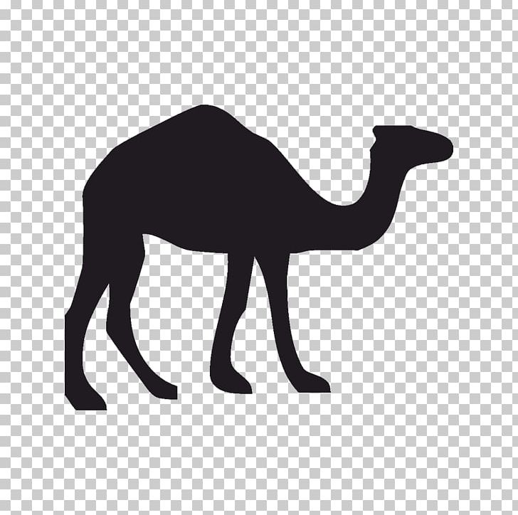 Dromedary Wildlife Canvas Print PNG, Clipart, Animal, Arabian Camel, Art, Black And White, Camel Free PNG Download