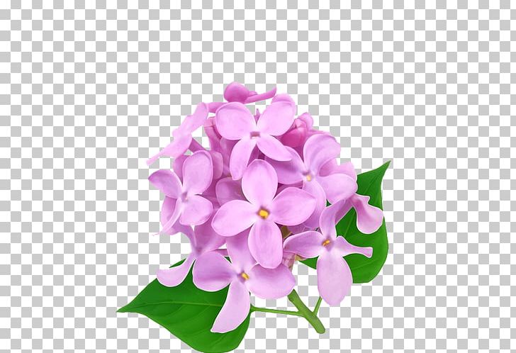 Flower Color PNG, Clipart, Blue, Color, Cut Flowers, Floral Design, Flower Free PNG Download