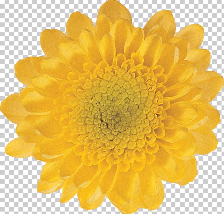 Kvitu.in.ua Artificial Flower Yellow Color PNG, Clipart, Artificial Flower, Brightness, Chrysanths, Color, Common Sunflower Free PNG Download