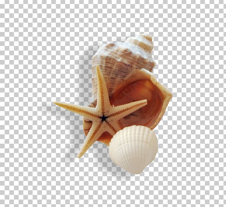 Seashell Starfish Marine Beach PNG, Clipart, Animals, Beach, Caracola, Cockle, Computer Icons Free PNG Download