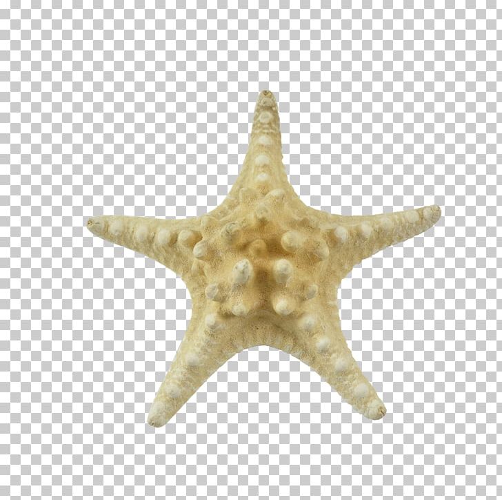 Starfish Seashell Invertebrate Stock Photography Beach PNG, Clipart, Animals, Beach, Colour, Echinoderm, Invertebrate Free PNG Download