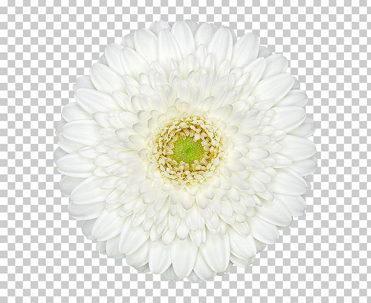 Transvaal Daisy Chrysanthemum Daisy Family Cut Flowers Carnation PNG, Clipart, Assortment Strategies, Carnation, Catalog, Chrysanthemum, Chrysanths Free PNG Download