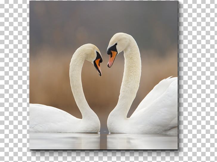 Cygnini Bird Desktop Love Enchanting The Swan PNG, Clipart, Animals, Beak, Bird, Cygnini, Desktop Wallpaper Free PNG Download