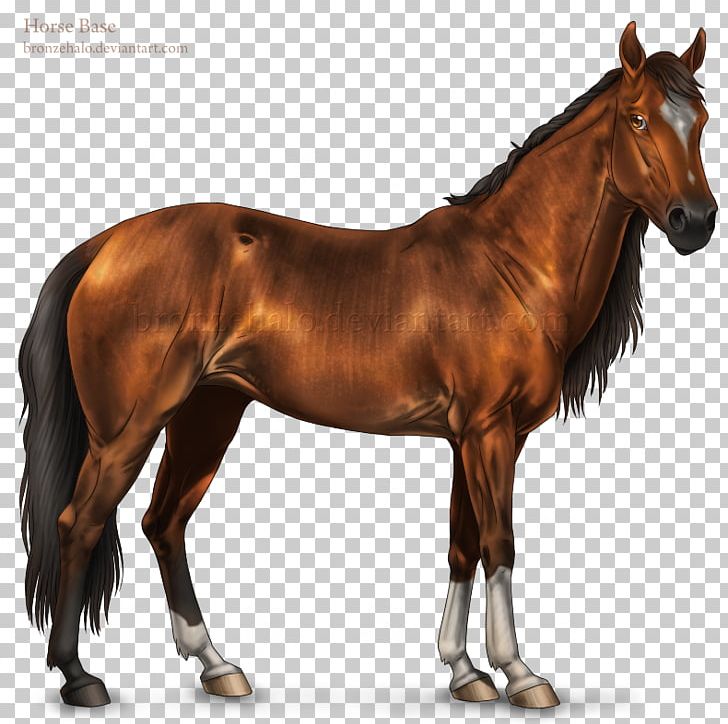 Mustang American Quarter Horse Arabian Horse Stallion American Paint Horse PNG, Clipart, American Quarter Horse, Bit, Breed, Bridle, Colt Free PNG Download