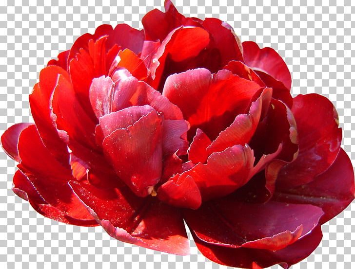 Peony Painting Petal Herbaceous Plant Flower PNG, Clipart, Family, Flower, Flowering Plant, Herbaceous Plant, Leaf Free PNG Download