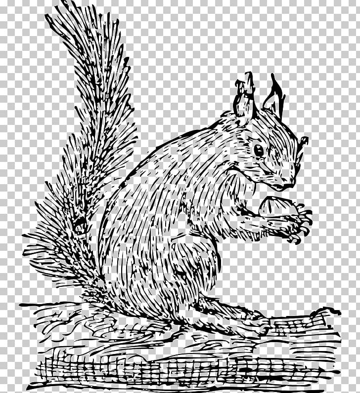 Tree Squirrel Eastern Gray Squirrel PNG, Clipart, Animals, Art, Black And White, Carnivoran, Cat Free PNG Download