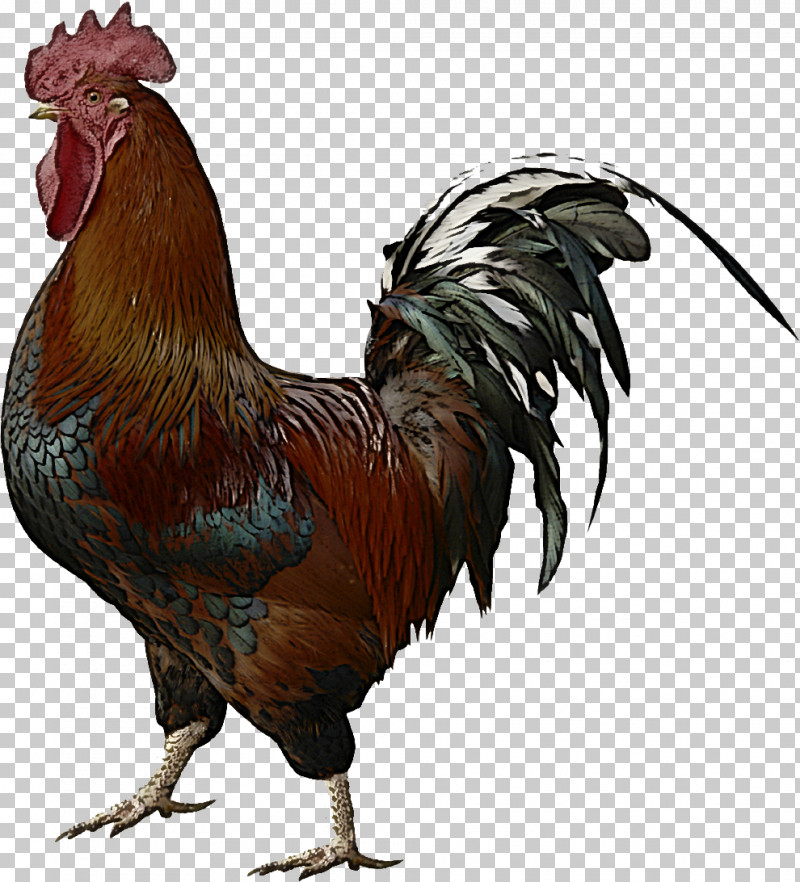 Chicken Bird Rooster Comb Fowl PNG, Clipart, Beak, Bird, Chicken, Comb, Fowl Free PNG Download