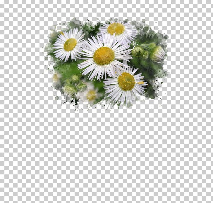 Common Daisy Watercolor Painting Floral Design Still Life PNG, Clipart, Aster, Canvas, Chamaemelum Nobile, Chrysanths, Common Daisy Free PNG Download