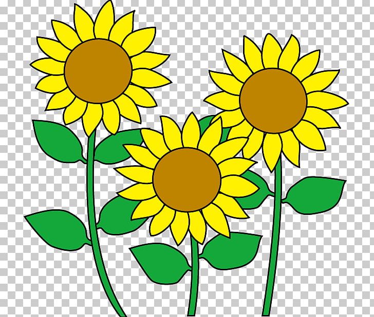 Common Sunflower Cartoon PNG, Clipart, Artwork, Black And White, Color, Cut Flowers, Daisy Family Free PNG Download