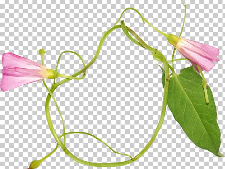 Ring Photography Plant Stem PNG, Clipart, Bindweed, Bud, Cut Flowers, Depositfiles, Download Free PNG Download
