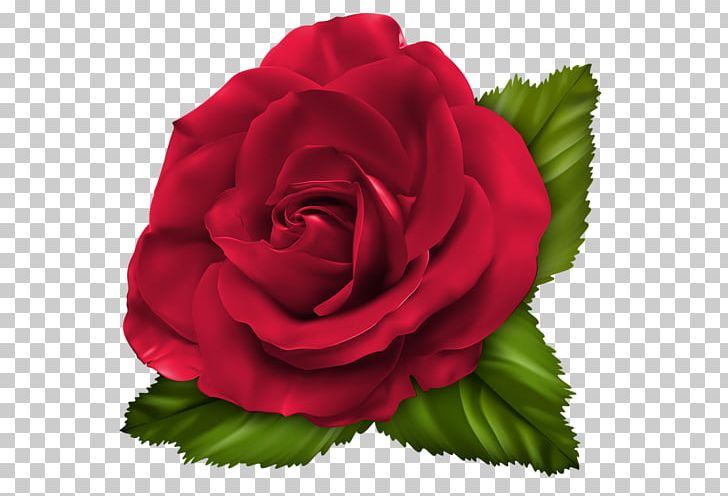 Garden Roses Cabbage Rose Floribunda Red PNG, Clipart, Bor, Bud, Cabbage Rose, Carnation, China Rose Free PNG Download