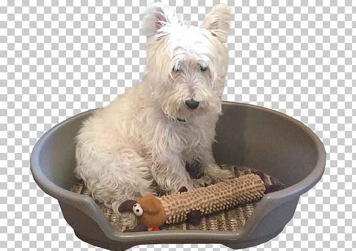 Glen Of Imaal Terrier West Highland White Terrier Puppy Pug Bearded Collie PNG, Clipart, Animal, Animals, Bearded Collie, Bread Pan, Carnivoran Free PNG Download