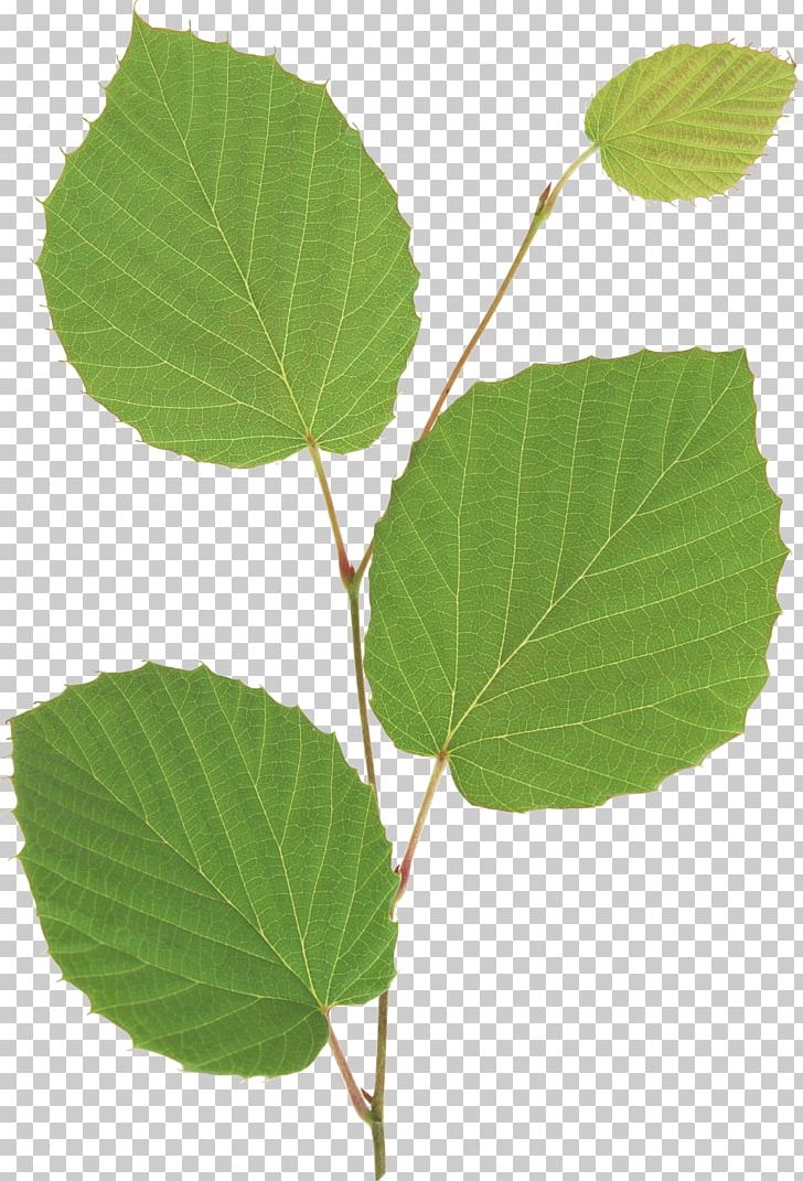 Leaf Seedling Plant Stem Branch PNG, Clipart, Branch, Dots Per Inch, Elm, Elm Family, Flower Free PNG Download