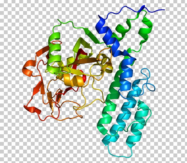 Poly (ADP-ribose) Polymerase PARP3 TIPARP Gene Adenosine Diphosphate PNG, Clipart, Adenosine Diphosphate, Adenosine Diphosphate Ribose, Artwork, Body Jewelry, Cell Free PNG Download