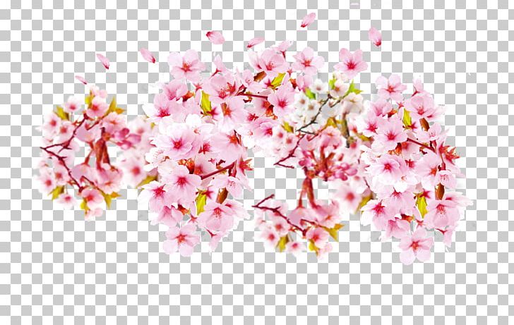 Cherry Blossom Floral Design Flower PNG, Clipart, Blossom, Branch, Cherry, Cherry Blossom, Cut Flowers Free PNG Download