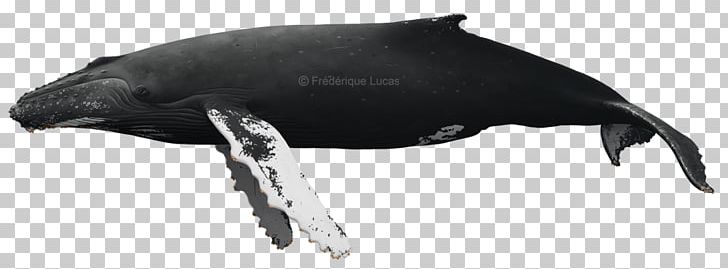 Dolphin Cetaceans Humpback Whale Bowhead Whale Baleen Whale PNG, Clipart,  Free PNG Download