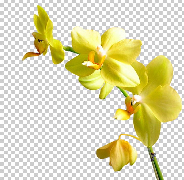 Flower Orchids Plant Garden Roses Yandex PNG, Clipart, Art, Beautiful, Beautiful Flowers Photos, Color, Creative Free PNG Download