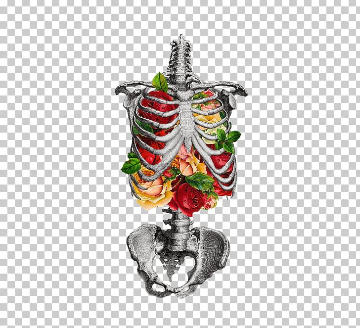 Human Skeleton Rib Cage Anatomy Skull PNG, Clipart, Anatomy, Bone, Botanical Illustration, Christmas Decoration, Christmas Ornament Free PNG Download