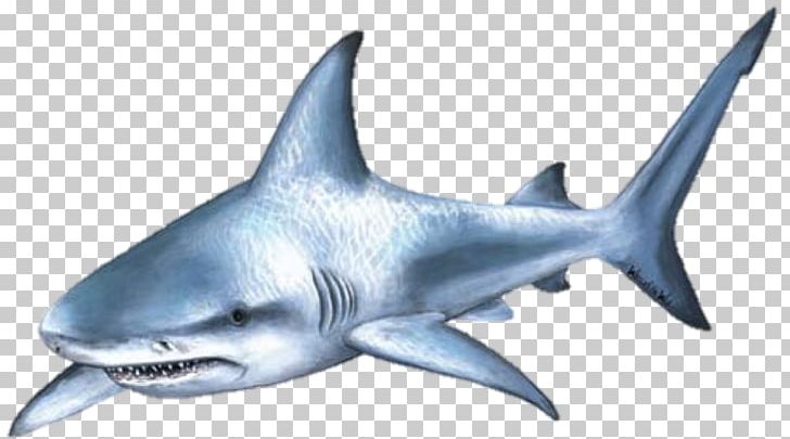 Shark Attack Bull Shark PNG, Clipart, Animals, Balloon Cartoon, Boy Cartoon, Carcharhiniformes, Carti Free PNG Download