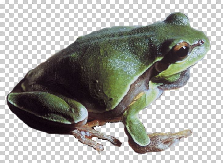 True Frog PNG, Clipart, Amphibian, Animals, Computer Icons, Display Resolution, Download Free PNG Download