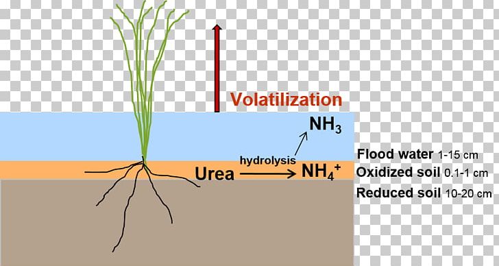 Volatilisation Soil Ammonia Volatilization From Urea Nitrogen PNG, Clipart, Ammonia, Brand, Commodity, Denitrification, Diagram Free PNG Download