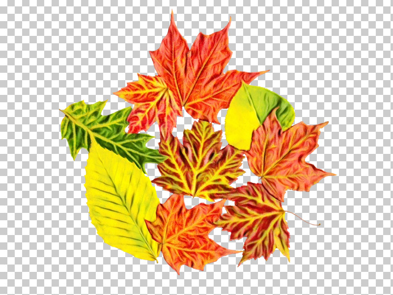 Maple Leaf PNG, Clipart, Biology, Flower, Leaf, Maple, Maple Leaf Free PNG Download