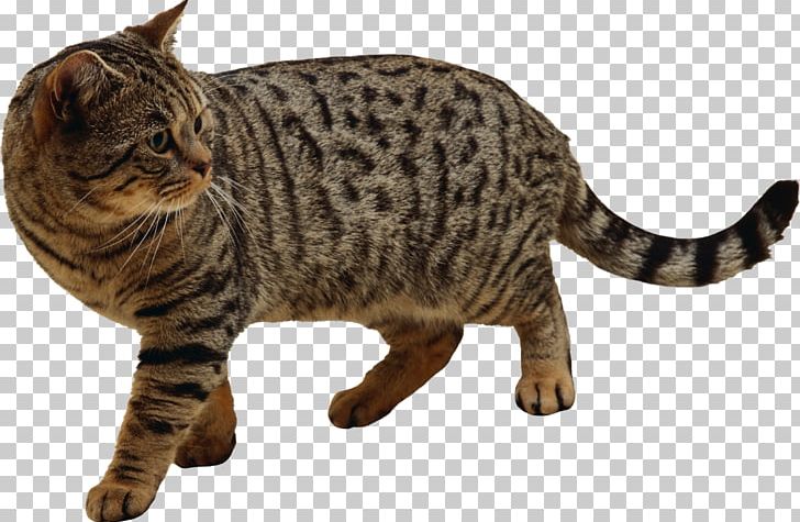 Cat Kitten PNG, Clipart, American Shorthair, American Wirehair, Animal Figure, Animals, Asian Free PNG Download