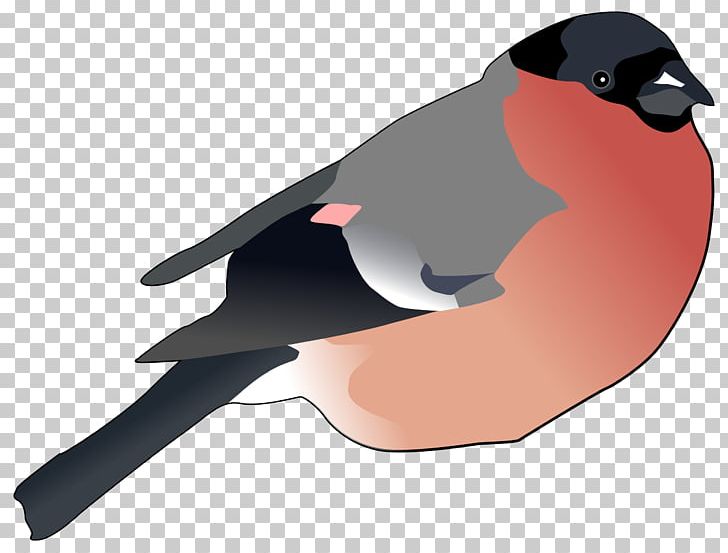 Finch Computer Icons PNG, Clipart, Beak, Bird, Bullfinch, Clip Art, Computer Icons Free PNG Download