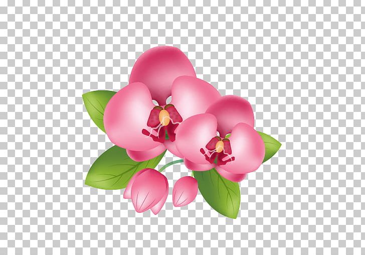 Flower Magenta Pink PNG, Clipart, Convite, Cut Flowers, Download, Flower, Flowering Plant Free PNG Download