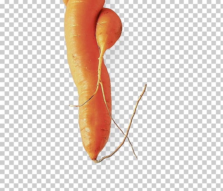 Baby Carrot Child NRC Handelsblad Organism Life PNG, Clipart, Amyotrophic Lateral Sclerosis, Arah, Baby Carrot, Carrot, Child Free PNG Download