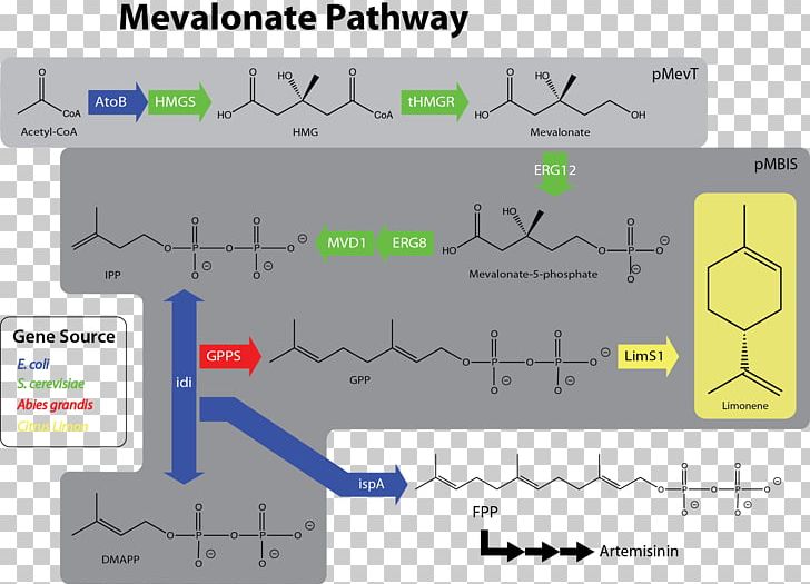 Mevalonate Pathway Limonene Mevalonic Acid Dimethylallyl Pyrophosphate Acetyl-CoA PNG, Clipart, Acetylcoa, Angle, Area, Assay, Biosynthesis Free PNG Download