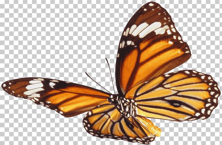 Monarch Butterfly Encapsulated PostScript PNG, Clipart, Arthropod, Brush Footed Butterfly, Butterflies And Moths, Butterfly, Caterpillar Free PNG Download