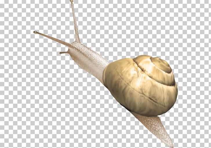 Snail Orthogastropoda Cartoon PNG, Clipart, Animals, Burgundy Snail, Cartoon, Computer Icons, Cornu Aspersum Free PNG Download