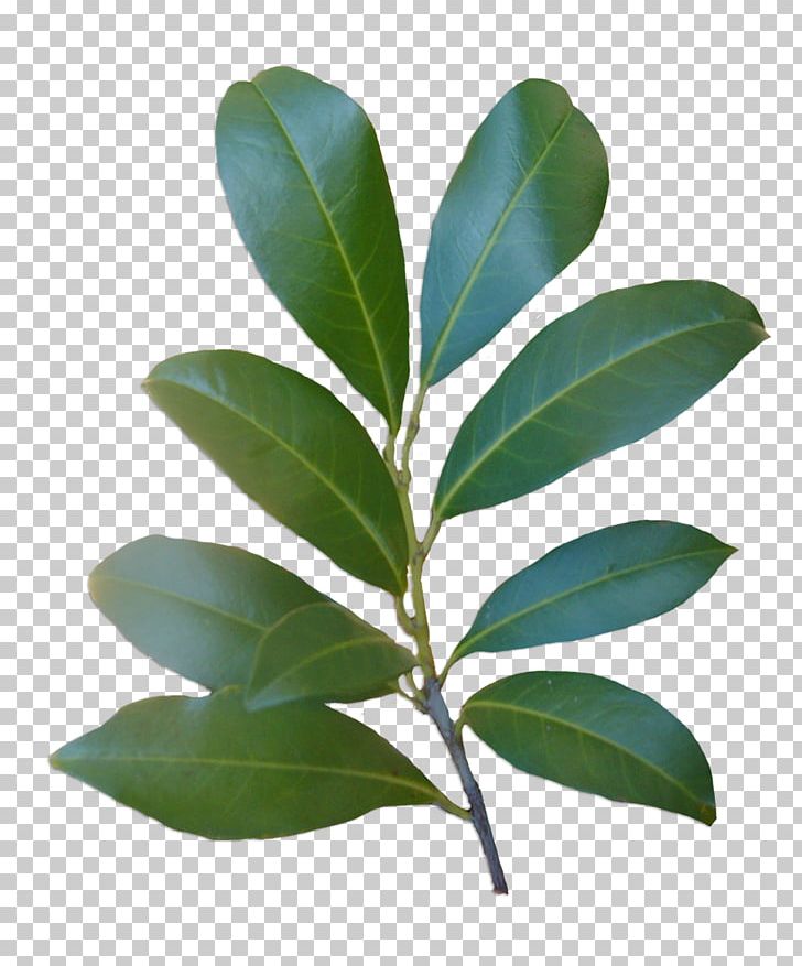 Leaf Plant Stem Laurales Tree PNG, Clipart, Green Leaves, Laurales, Leaf, Nature, Plant Free PNG Download