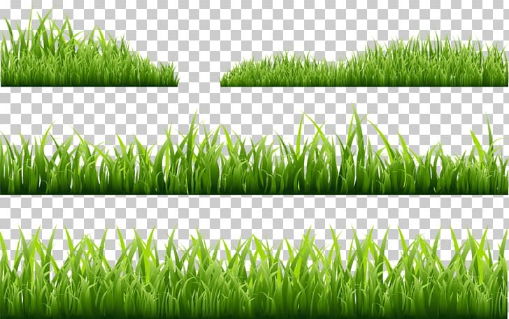 Photography Illustration PNG, Clipart, Background Green, Commodity, Download, Encapsulated Postscript, Euclidean Vector Free PNG Download