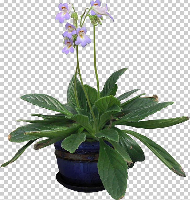 English Lavender Houseplant Vine Flowerpot PNG, Clipart, Anthurium Andraeanum, Bellflower Family, Bonsai, Common Sage, Cut Flowers Free PNG Download