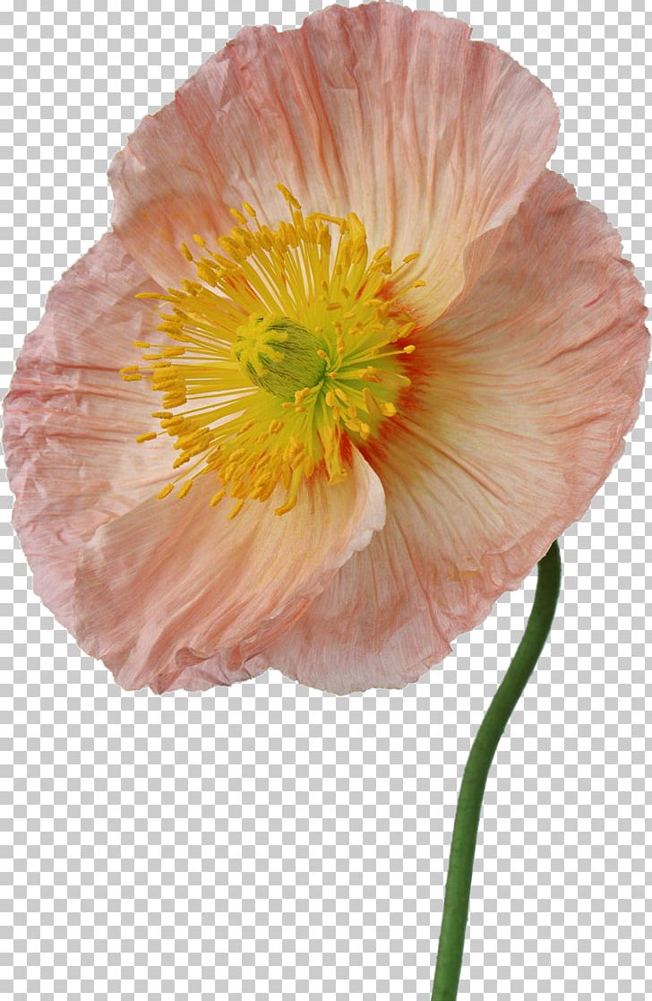 Flower Photography Painting PNG, Clipart, Annual Plant, Drawing, Flower, Flowering Plant, Nature Free PNG Download