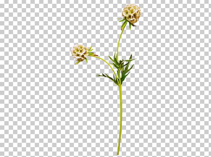 Flowering Plant Plant Stem PNG, Clipart, Flora, Flower, Flowering Plant, Nature, Plant Free PNG Download