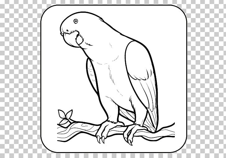 How To Draw Bird Drawing Coloring Book PNG, Clipart, Animals, Art ...