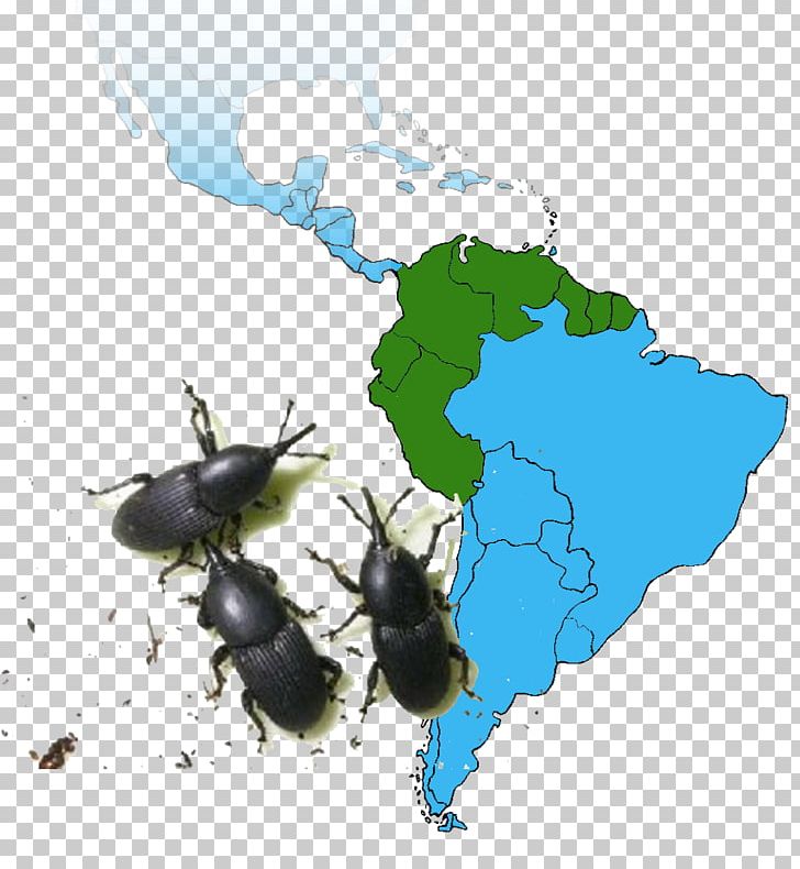 National University Of Colombia Beetle Rhynchophorus Ferrugineus Invasive Species Promosul Meeting Autos Former Sierra PNG, Clipart, Andres, Animals, Arthropod, Bee, Beetle Free PNG Download