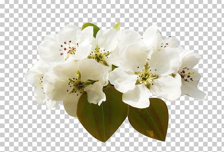 Floral Design Petal Flower Peach Blossom PNG, Clipart, Branch, Cherry Blossom, Cluster, Cut Flowers, Designer Free PNG Download