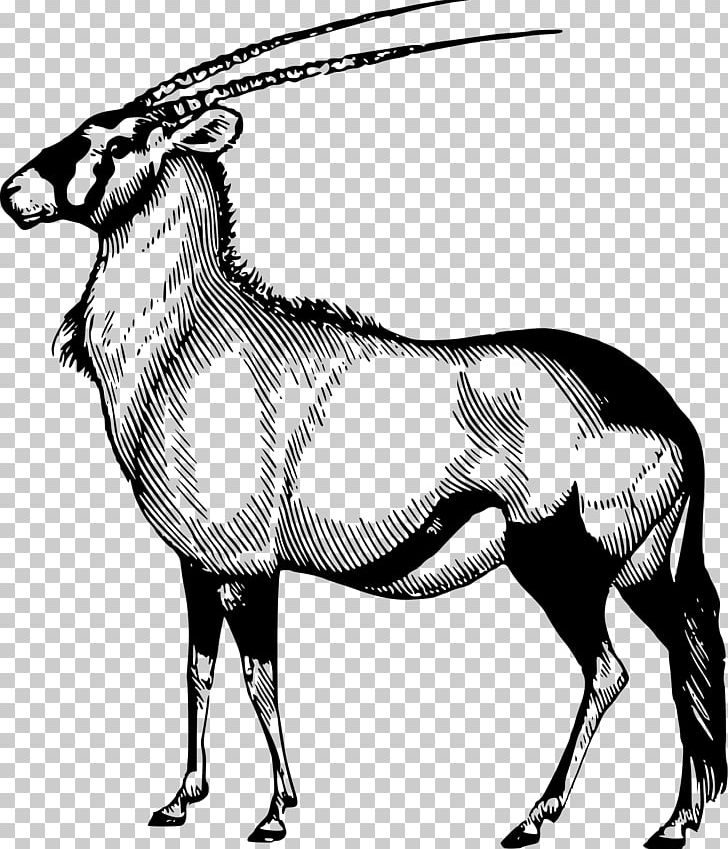 Gemsbok Arabian Oryx Antelope Scimitar Oryx Gazelle PNG, Clipart, Animals, Cow Goat Family, Fauna, Fictional Character, Gemsbok Free PNG Download