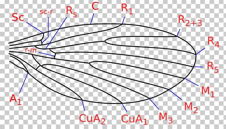 Insect Wing Drain Fly Bolitophila PNG, Clipart, Angle, Animals, Area, Artificial Fly, Blow Flies Free PNG Download