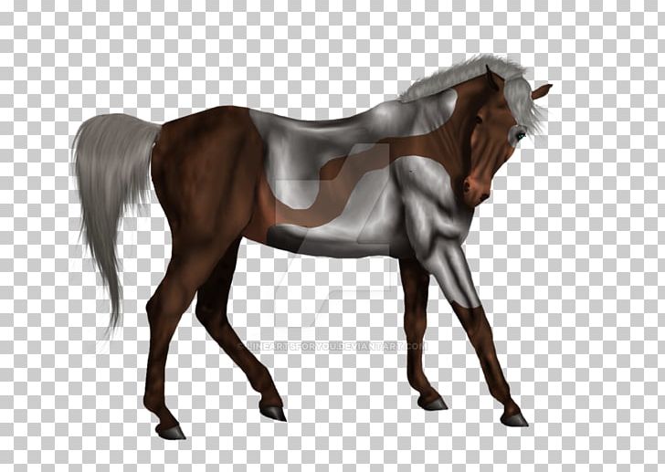 dun arabian horse