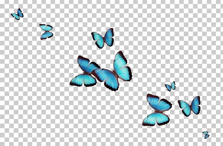 Butterfly Desktop PNG, Clipart, Computer Icons, Display Resolution, Drawing, Greta Oto, Highdefinition  Free PNG Download