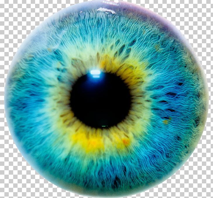 Eye Color Iris Human Eye PNG, Clipart,  Free PNG Download