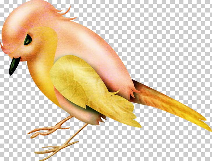 Lovebird PNG, Clipart, Animal, Animals, Beak, Bird, Common Pet Parakeet Free PNG Download