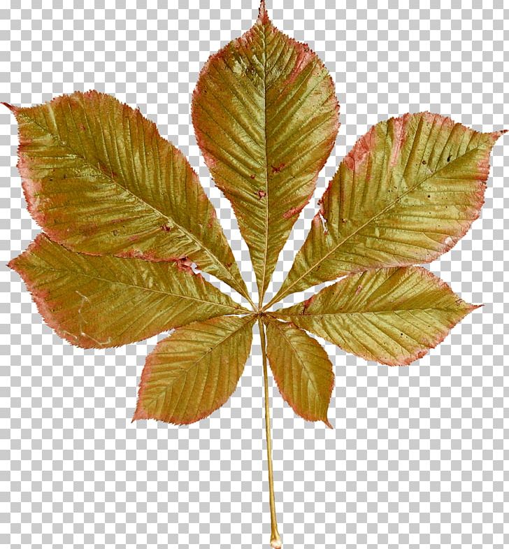 Leaf Chestnut Autumn PNG, Clipart, Autumn, Chestnut, Clip Art, Drawing, Leaf Free PNG Download