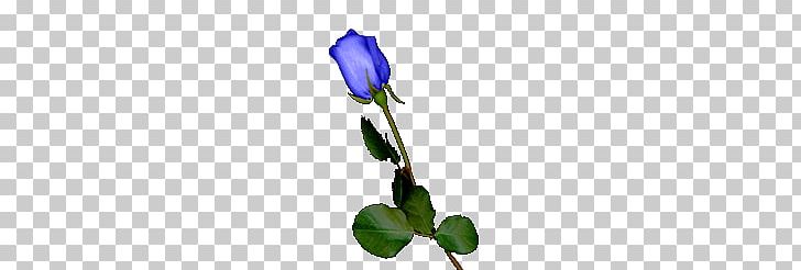 Blue Rose Garden Roses Centifolia Roses Purple Cut Flowers PNG, Clipart, Art, Bellflower, Bellflower Family, Black Rose, Blue Free PNG Download
